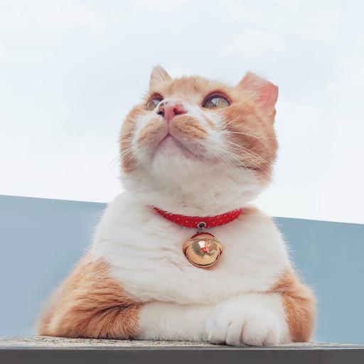 강아지.고양이목걸이/왕방울 목걸이 2 레드