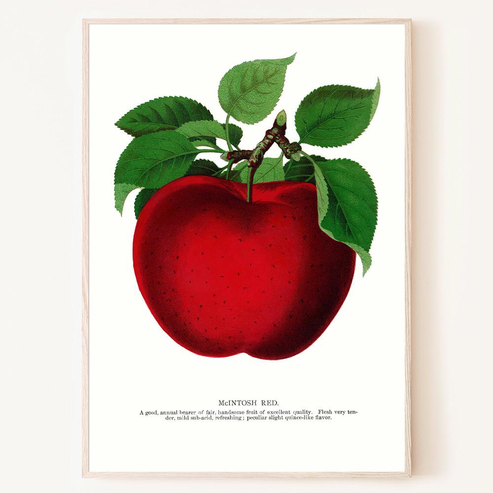 레드 애플 빨간 사과 그림 빈티지 apple 포스터 그림 과일 액자