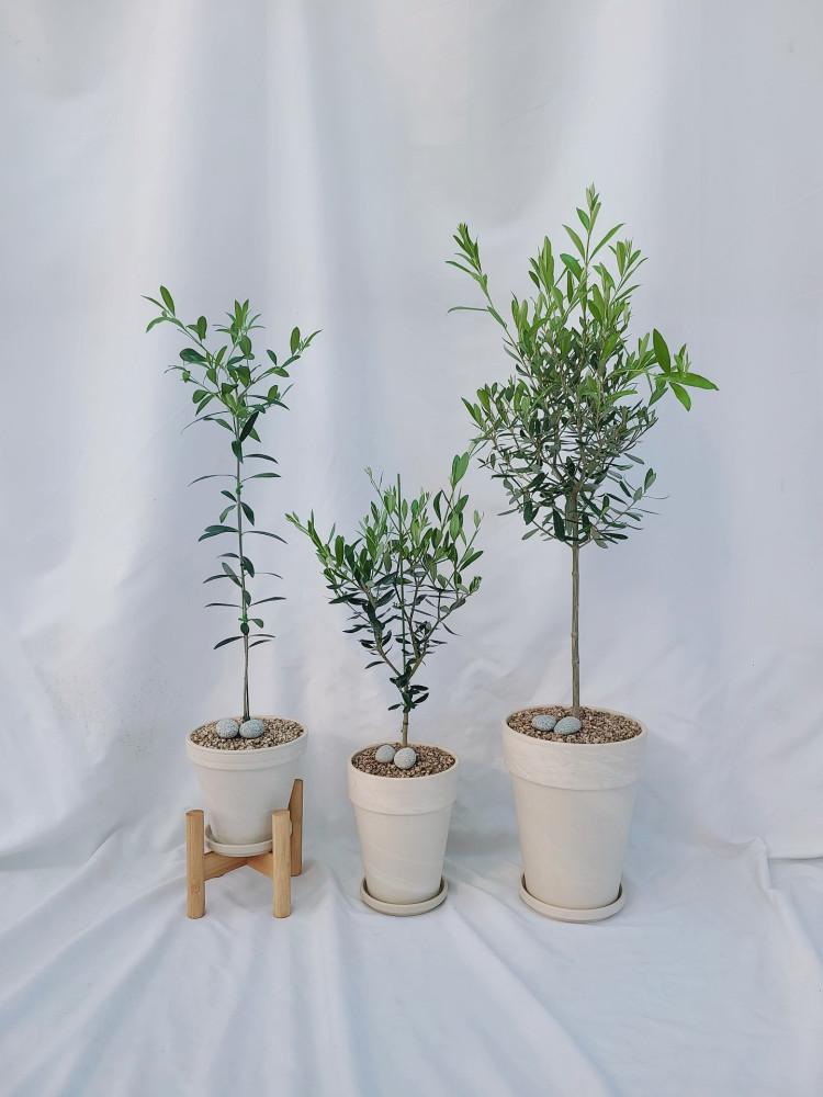 올리브나무 카니노 + 자른가지형 소형 식물만 구매