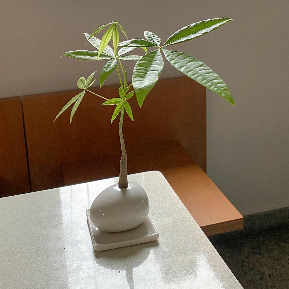 공기정화에 탁월한 파키라 에그스톤 저면 관수 화분 세트