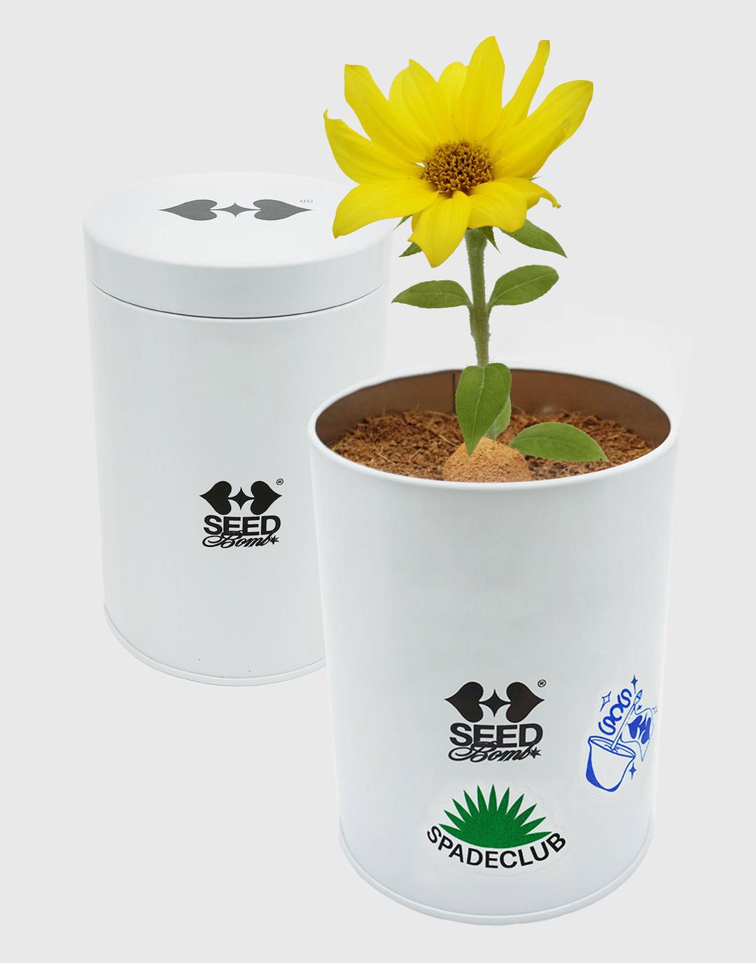 SCS Seed Bomb Kit - Sunflower