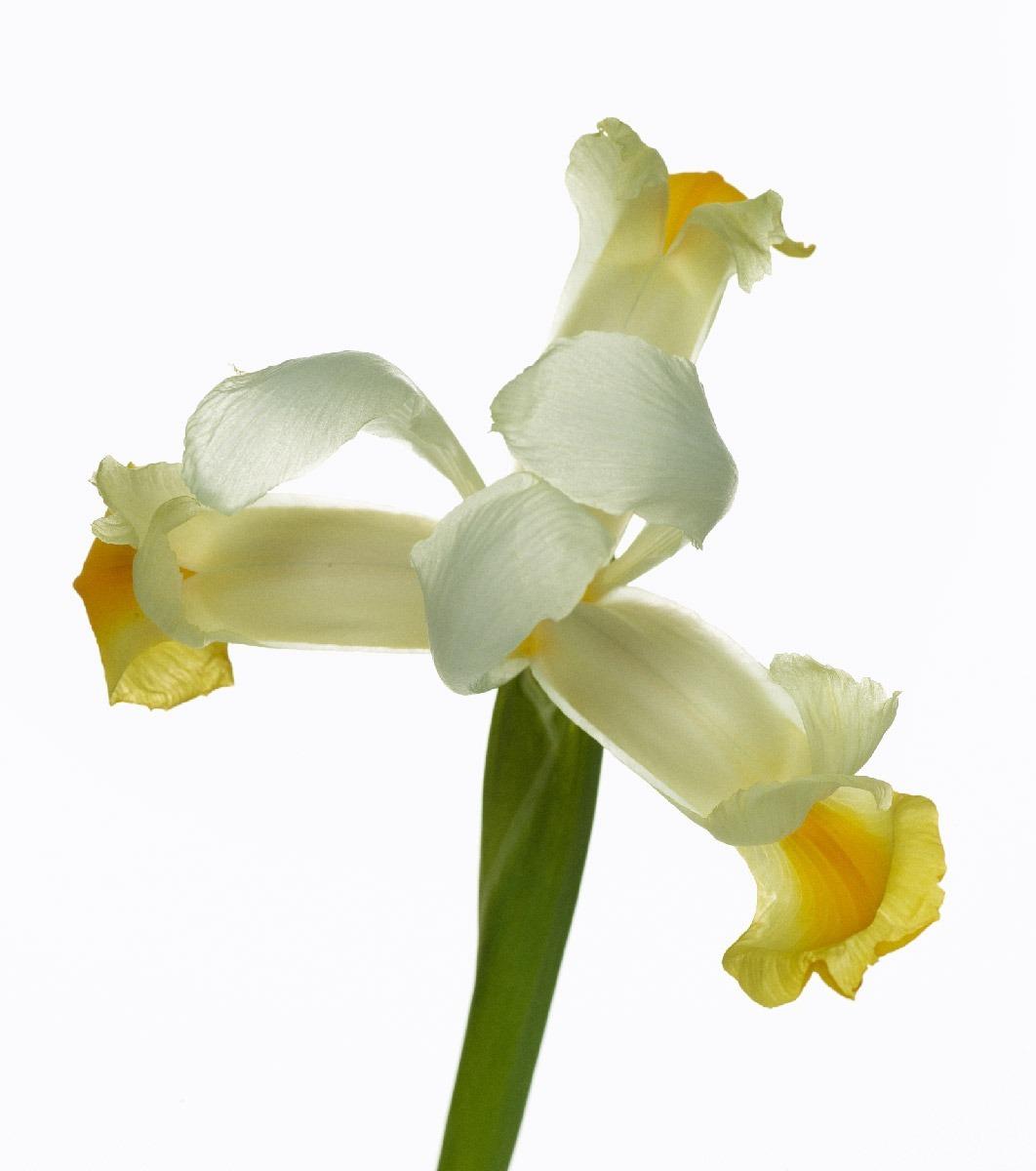 벨벳 드림 쉬머 바디 크림