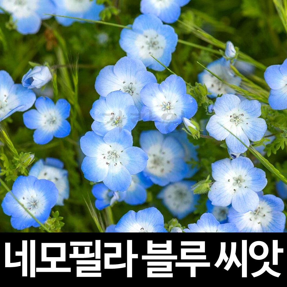 블루 네모필라 씨앗 꽃씨 꽃 종자 야생화 ( blue nemophila seeds 30알 )