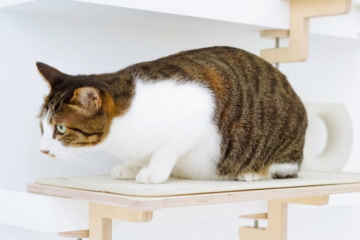 냥터 스텝형 고양이 책상, 책장선반 소형 대형 캣타워