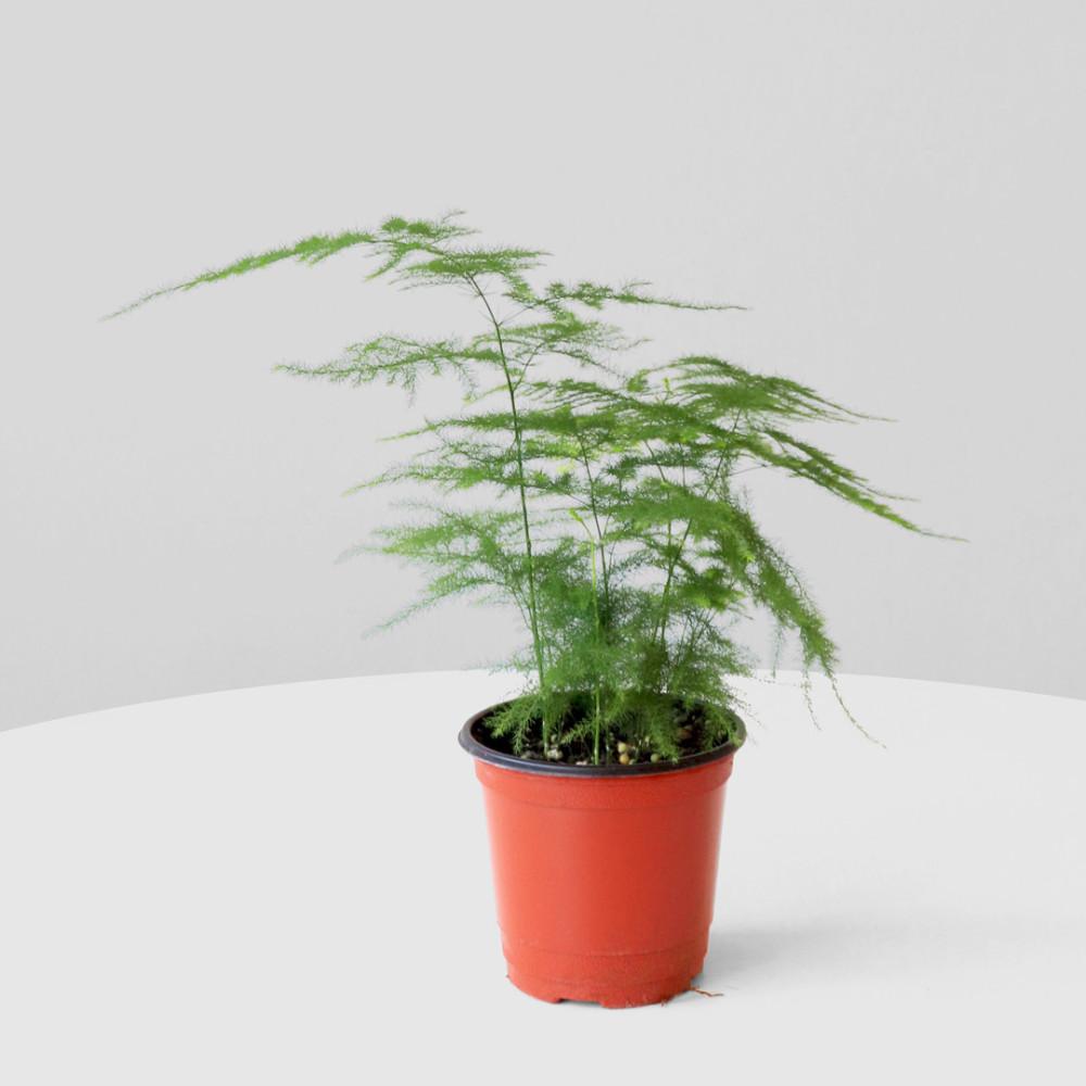 아스파라거스 나누스 소형 키우기쉬운 인테리어 반음지 식물 관엽식물 마이플랜트