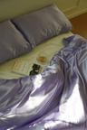 Lavender Satin 베딩