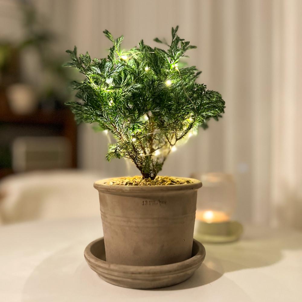 블루버드 비단 삼나무 크리스마스트리 집에서 키우기 쉬운 공기정화 인테리어 식물 화분