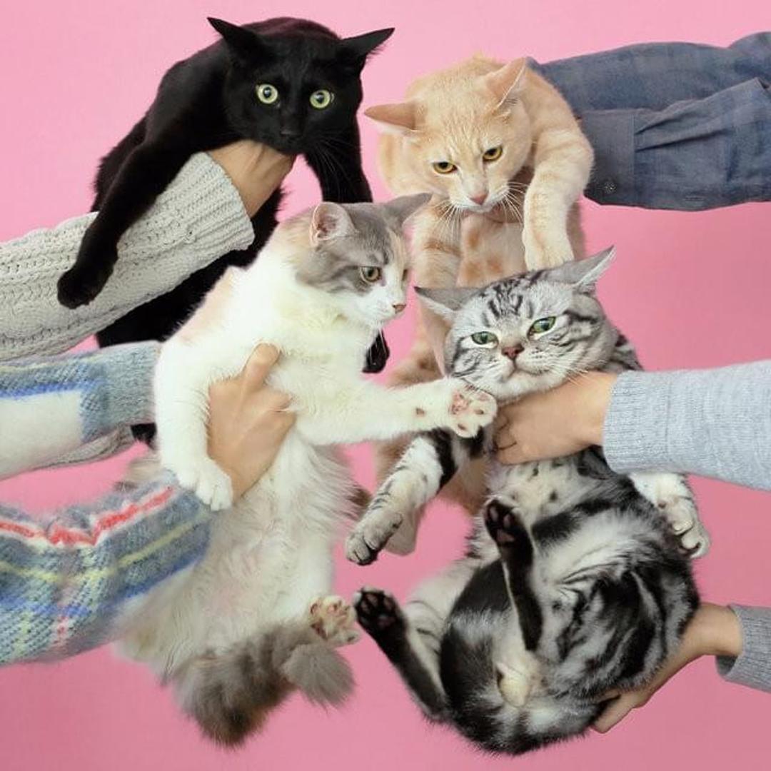 Kinoko Teikoku / Nekoto Allergy (CD)