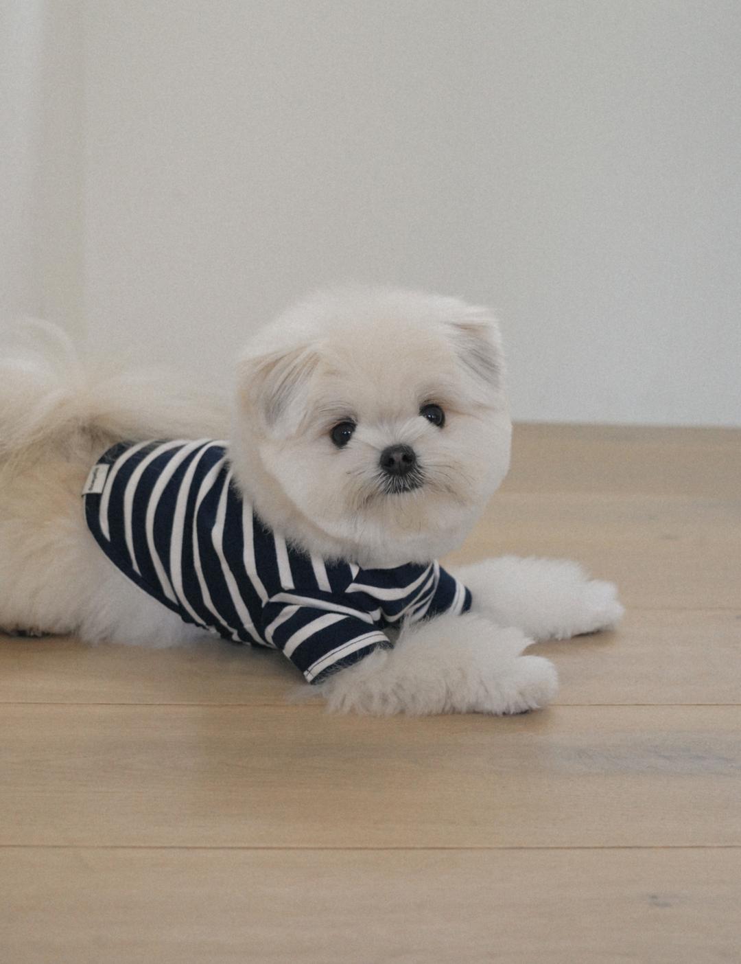 Striped Crop T-shirt (Navy)