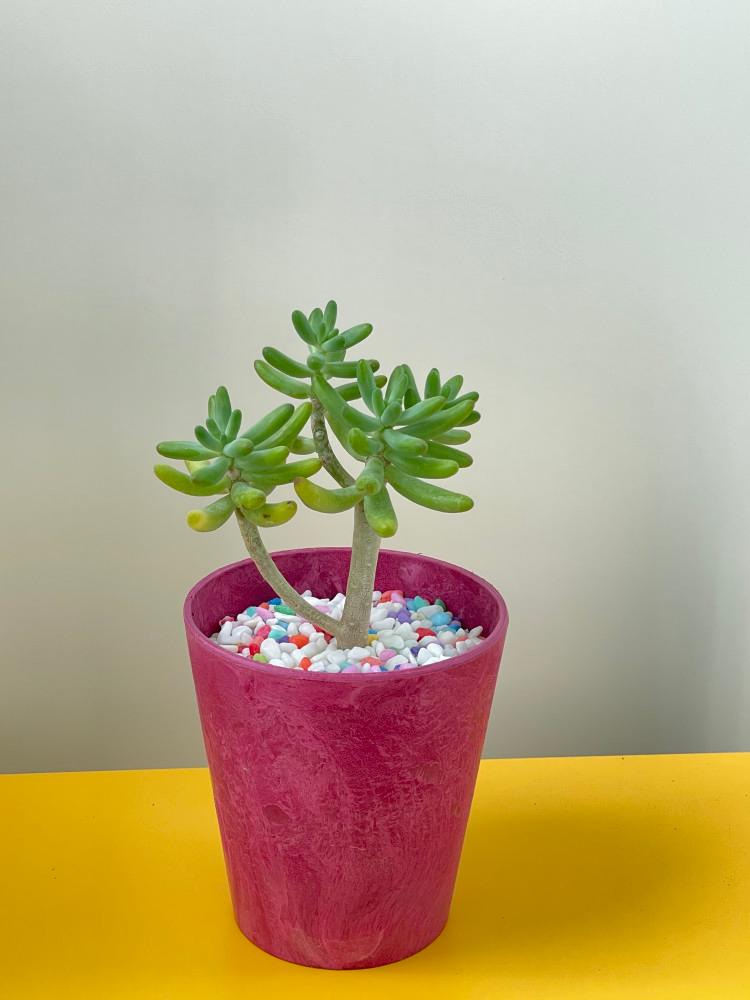 청솔 다육이 감성 테이블 식물 플랜테리어 키우기 쉬운 개업 집들이 선물 아트스톤 화분