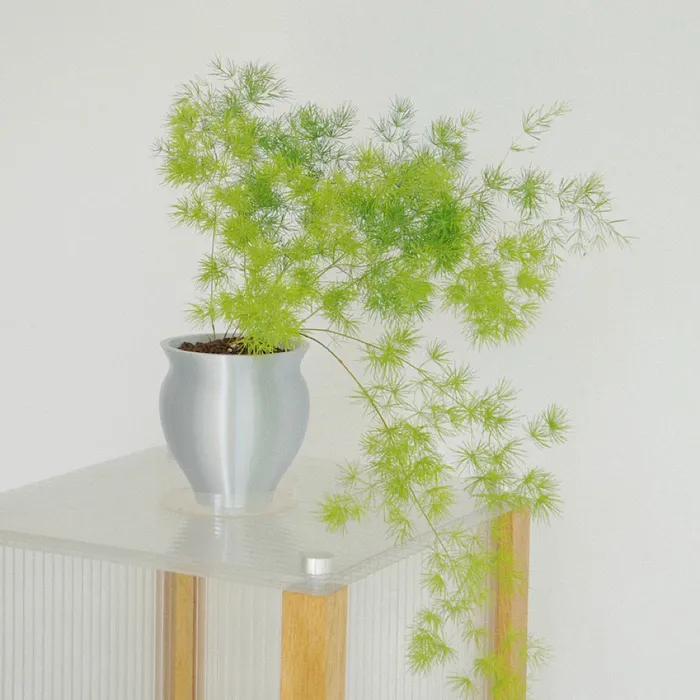 아스파라거스 미리오클라두스 - pot 130 silver