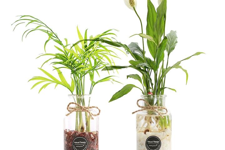 유리 어항볼/직선병 수경재배식물 SET 모음