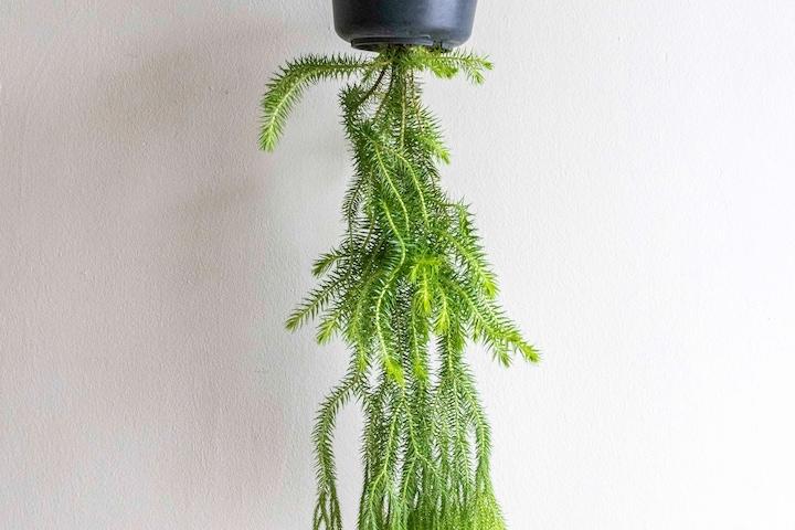 석송 스퀘어로사 행잉식물