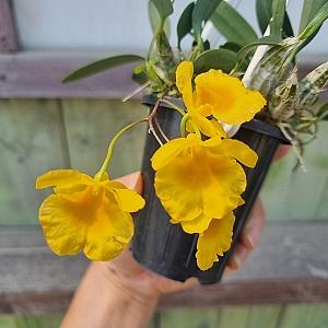 {하와이꽃집} 금방 품절각 엉펑 희귀서양란 초특가