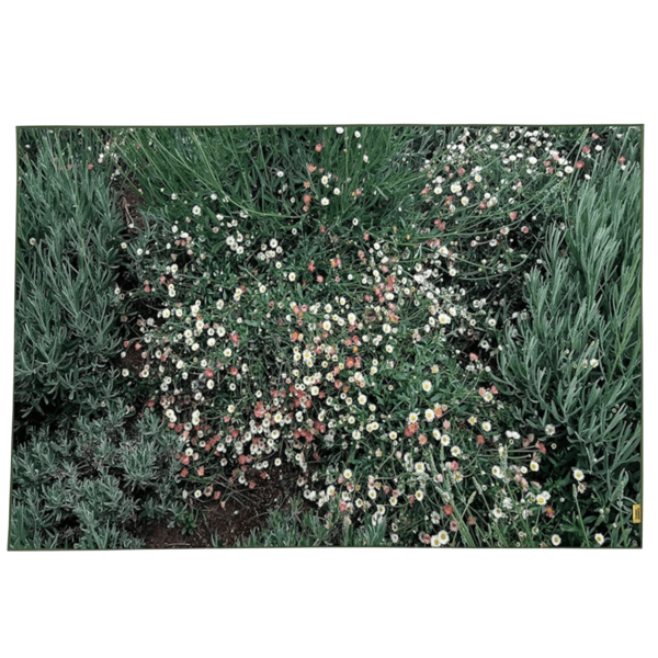 [6월 16일 순차출고]Flower garden, landscape rug
