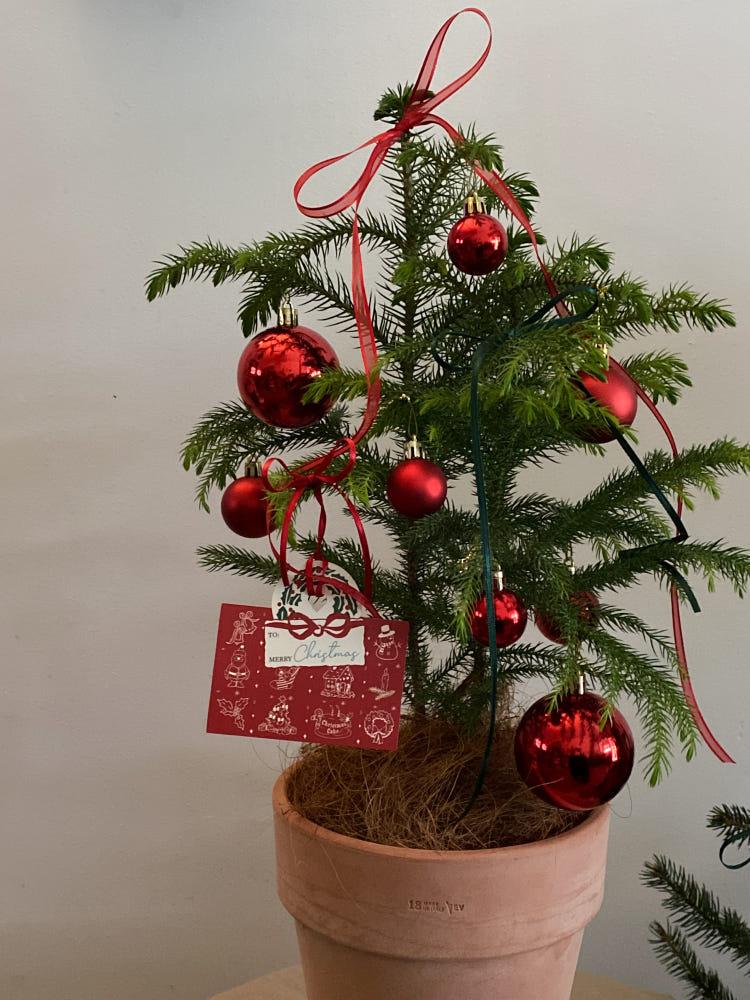 [X-MAS/무료배송] 식물주방 클래식레드 크리스마스트리 아라우카리아 오너먼트장식포함