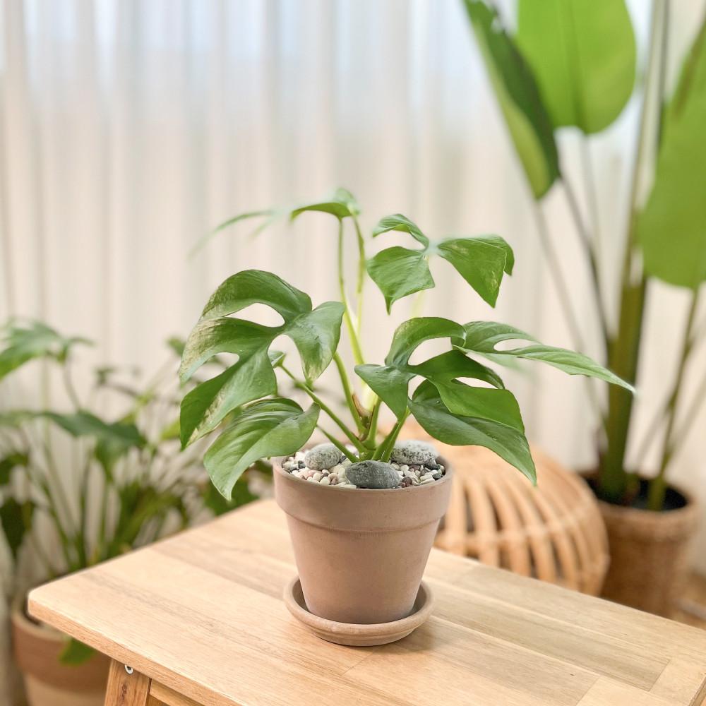 히메 몬스테라 집에서 키우기 쉬운 실내공기정화 반려 식물 이태리 독일 토분