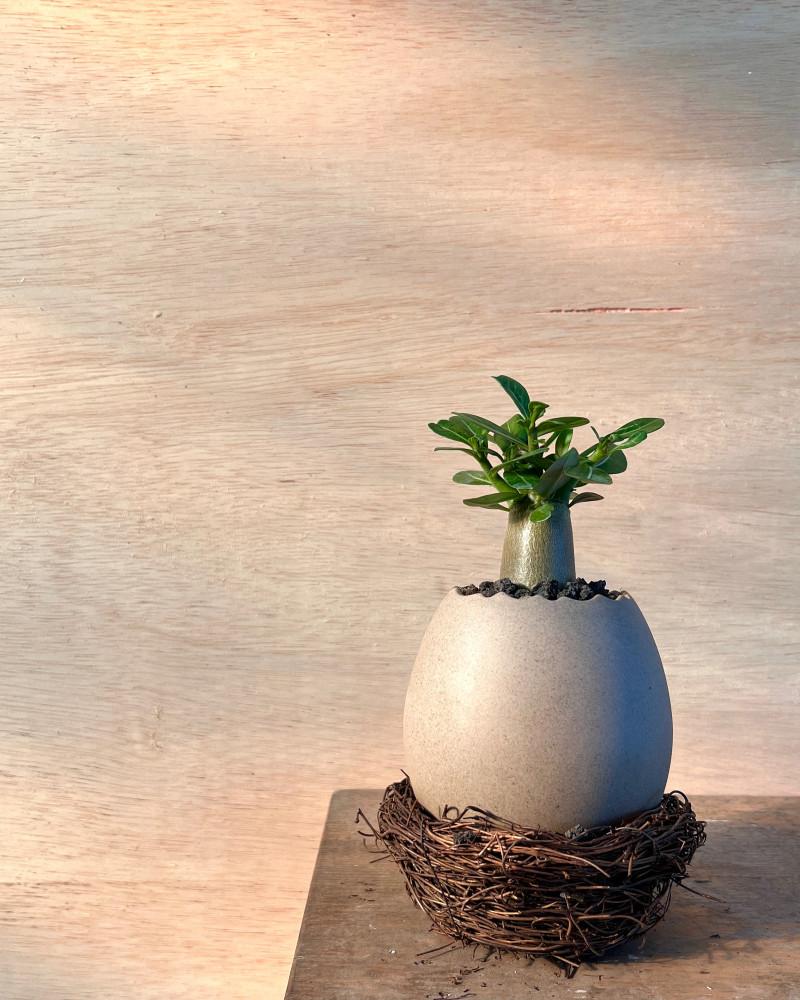 바오밥나무 둥지화분 미니바오밥 아데니움 오베숨 석화 아프리카식물 괴근식물