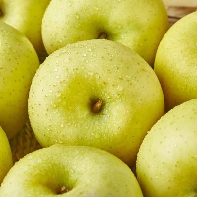 [시즌상품] 달콤아삭 시나노골드 돌쇠네 햇 황금사과