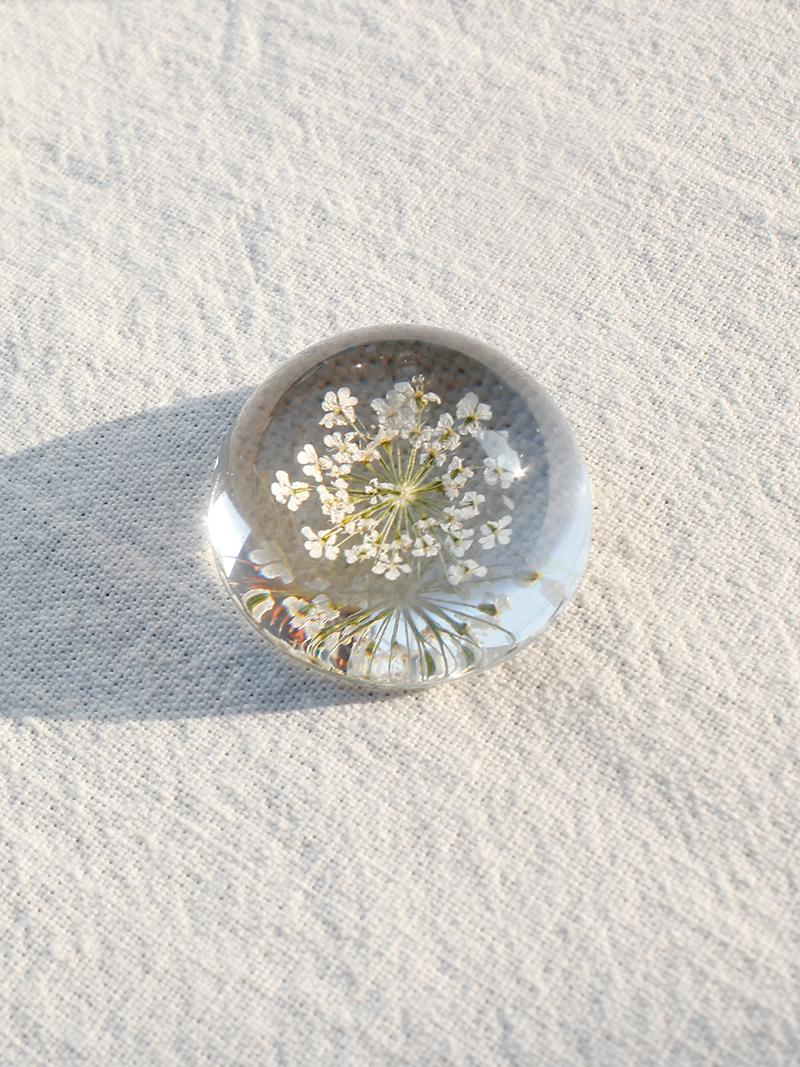 ammi majus petit paperweight