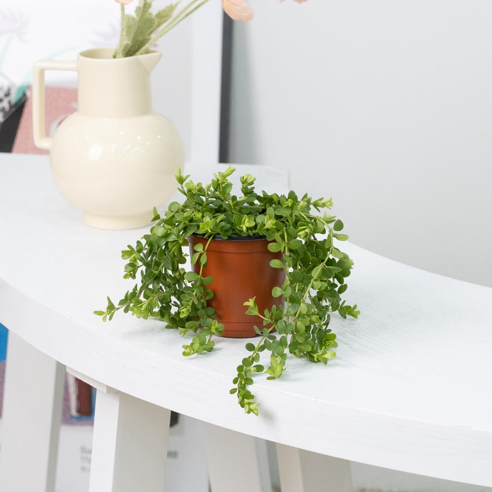 이사벨라페페 실내음지 공기정화식물화초 인테리어거실화분 실내키우기쉬운 반려식물종류 플랜테리어