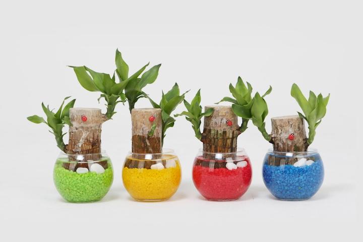 행운목 어항볼 칼라자갈 DIY세트 수경재배식물