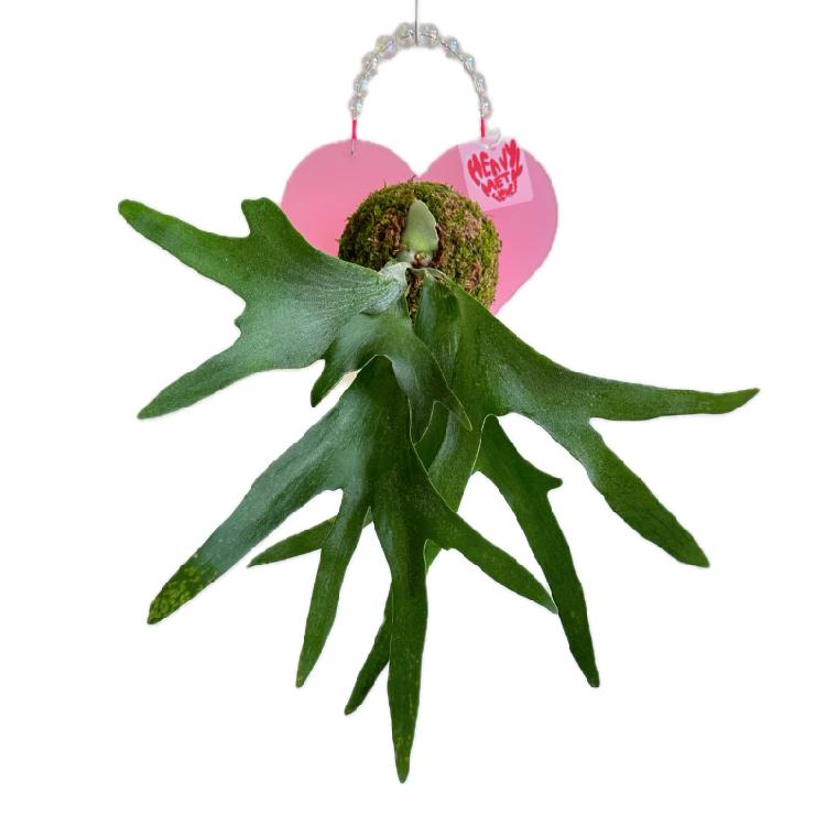 행잉 하트 박쥐란 (PINK HEART / AURORA HANDLE)