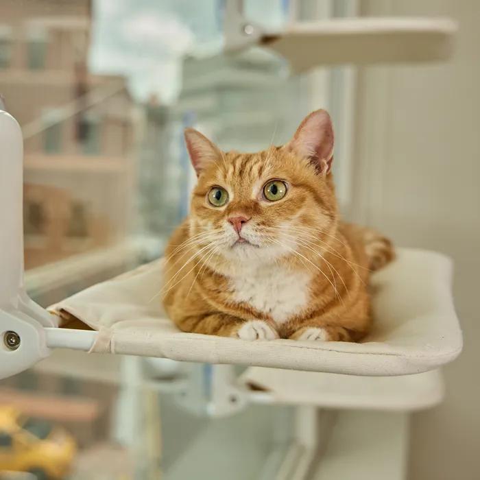 창문 해먹 캣타워