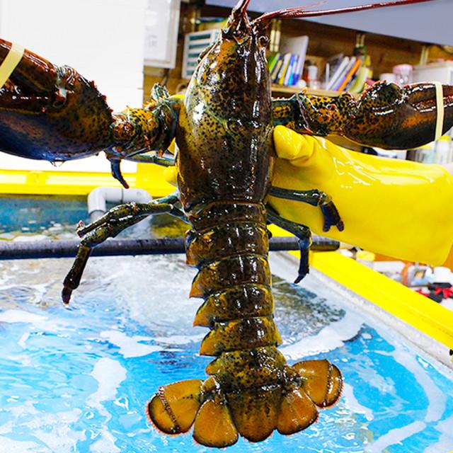 다양한 크기 활 랍스터 500g 600g 700g 1kg