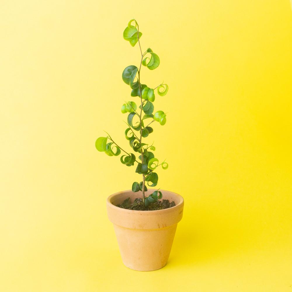 [농장직송]바로크벤자민 Ficus Benjamina Barok