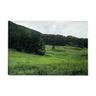 [4월 18일 예약출고] JEJU forest rug