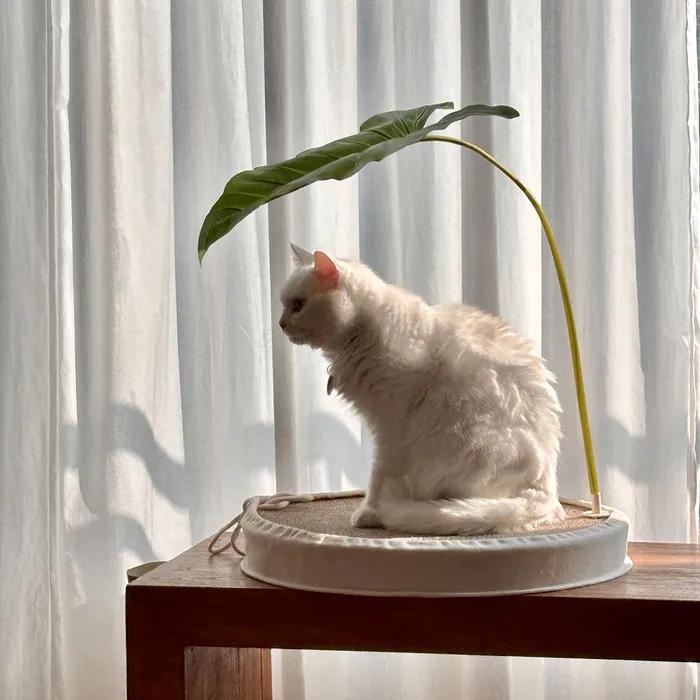 Leaf Shade & 캔버스 빠드득 스크래쳐