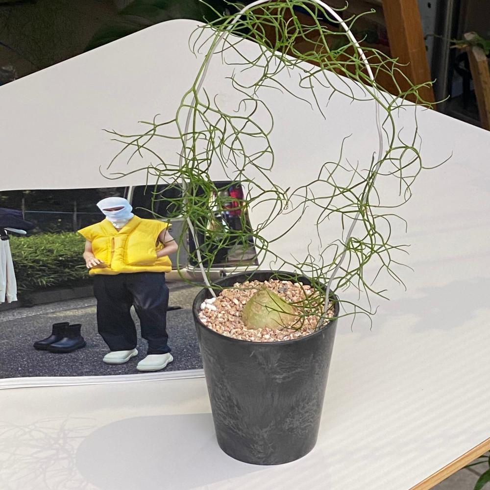 청각전 아프리카식물 구근식물 Bowiea volubilis