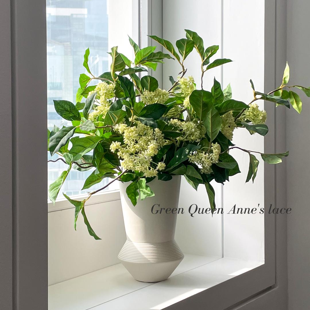 Green Queen Anne’s lace (1대) - Amaranthine Blooms