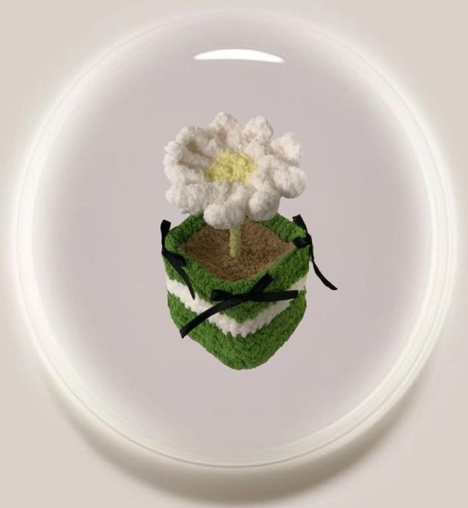 [ASO] 왕 데이지 | flower & pot