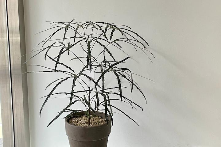 아랄리아 독일토분세트 3colors