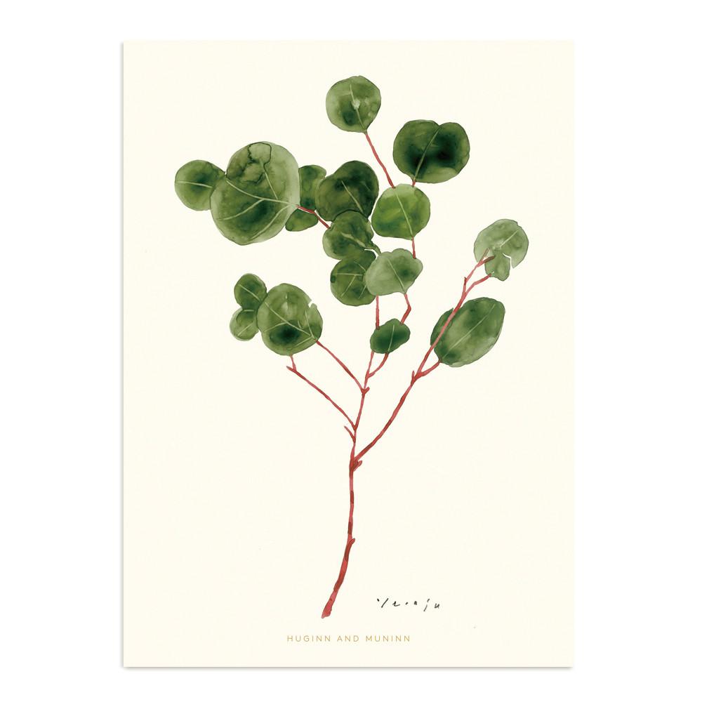 eucalyptus - Drawing card