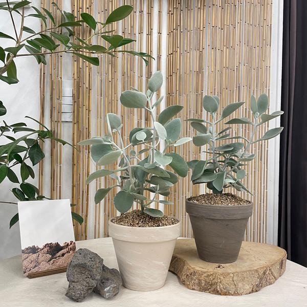 화분포함 완제품] 실버스푼 은세무리아 - 토분 2 color