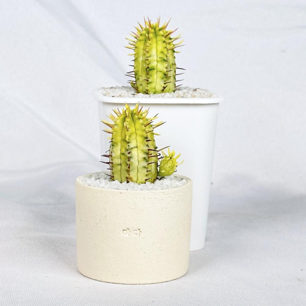 유포르비아 에노피아 금 - 형광노란색에 핑크색과 초록