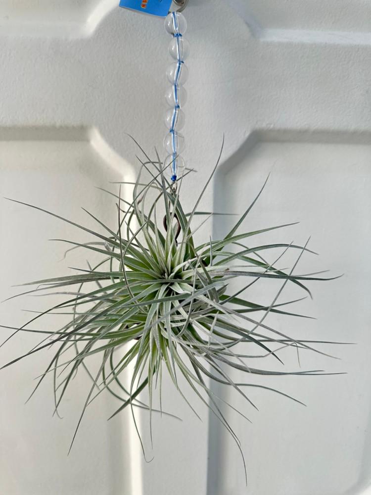 비즈행잉 에어플랜트 틸란드시아 코튼캔디/스위스아미스트랩 세트 동일품