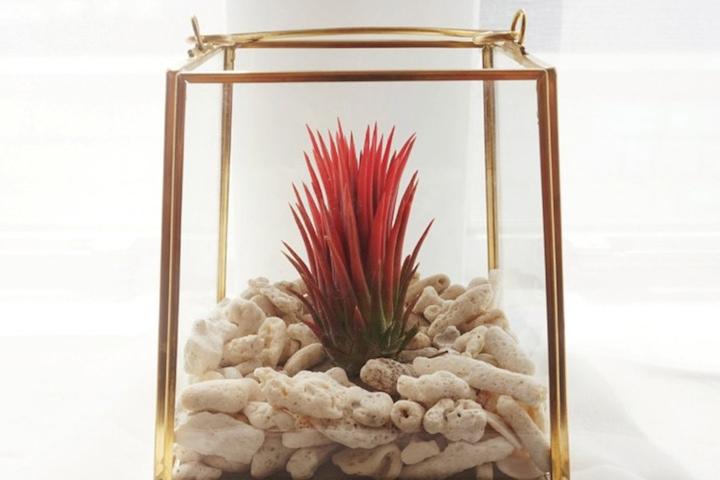 틸란드시아 테라리움_푸에고