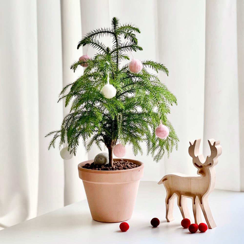 생화트리 크리스마스 나무 트리 화분 아라우카리아