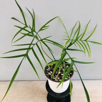Philodendron Polypodioides  Foliage - Xplant
