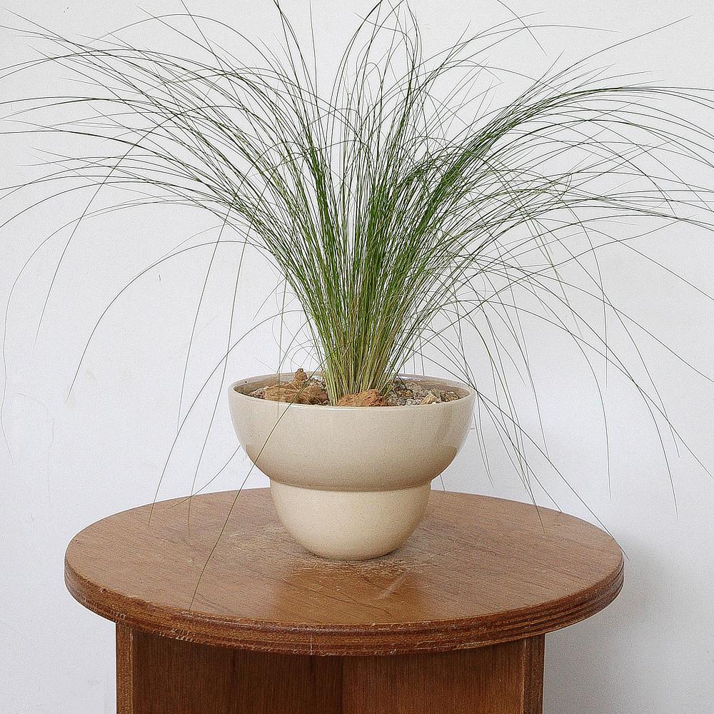 노지월동 인테리어식물 그라스 털수염풀