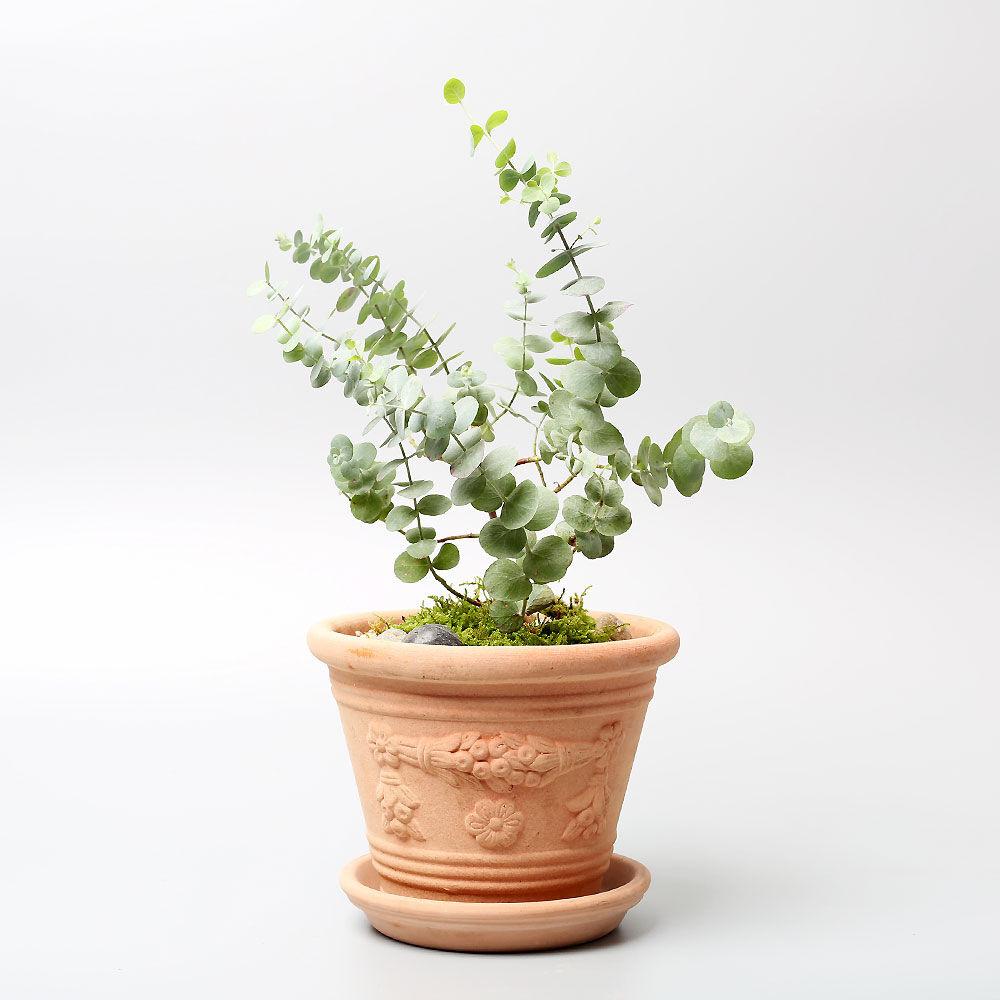 기관지에 좋은 유칼립투스 식물 인테리어 엔틱 토분