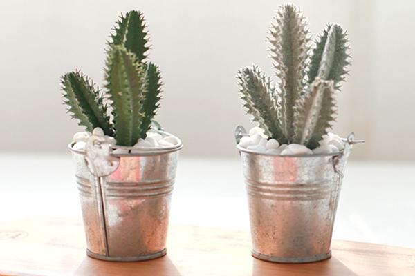 미니선인장 철제 틴 2set