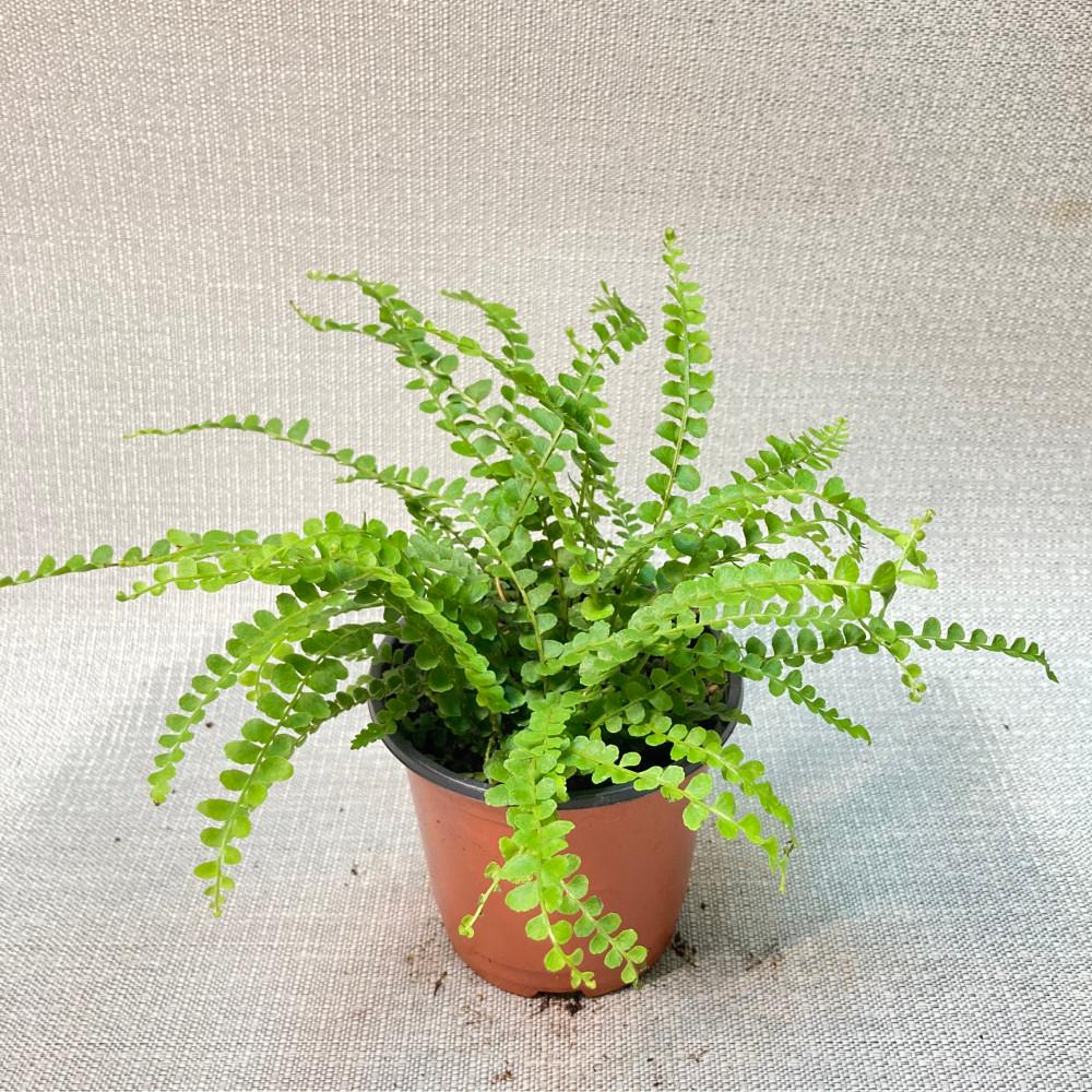더피고사리 양치식물 고사리 테라리움 비바리움 플라워소소