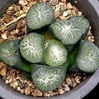 비취룡만상 대묘 56-90 : 하월시아 - 엑스플랜트