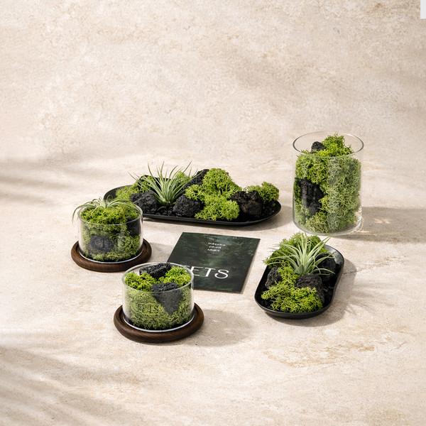 [선물 BEST] 공기정화식물 테라리움 모음전