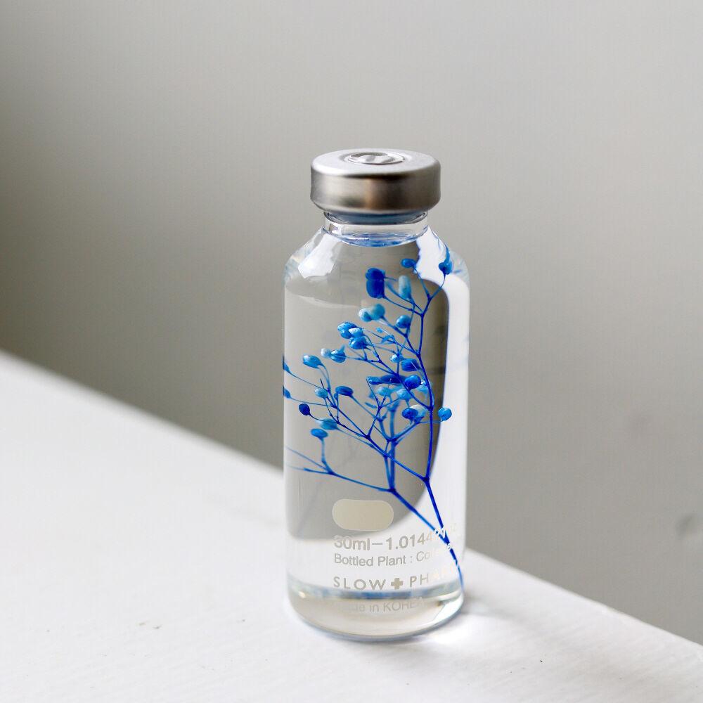 식물표본 30ml_Gypsophila elegans blue
